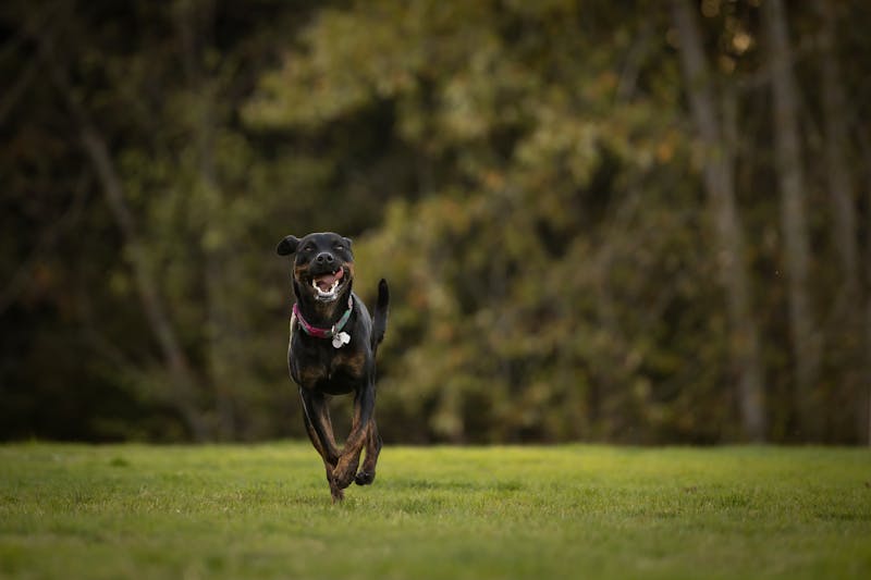 Dog Parks: Your Complete Guide to Off-Leash Fun and Safety