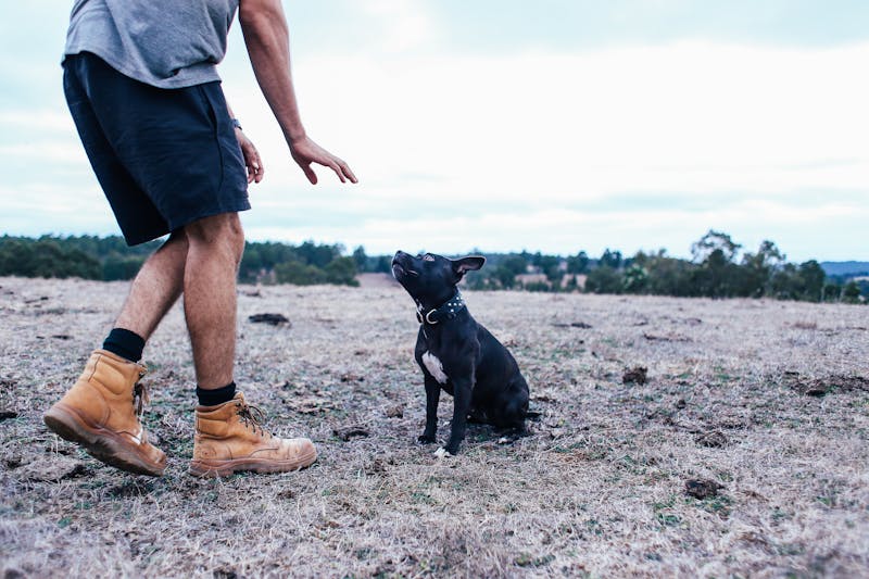 Professional Dog Training: Your Guide to a Well-Behaved, Happy Pup