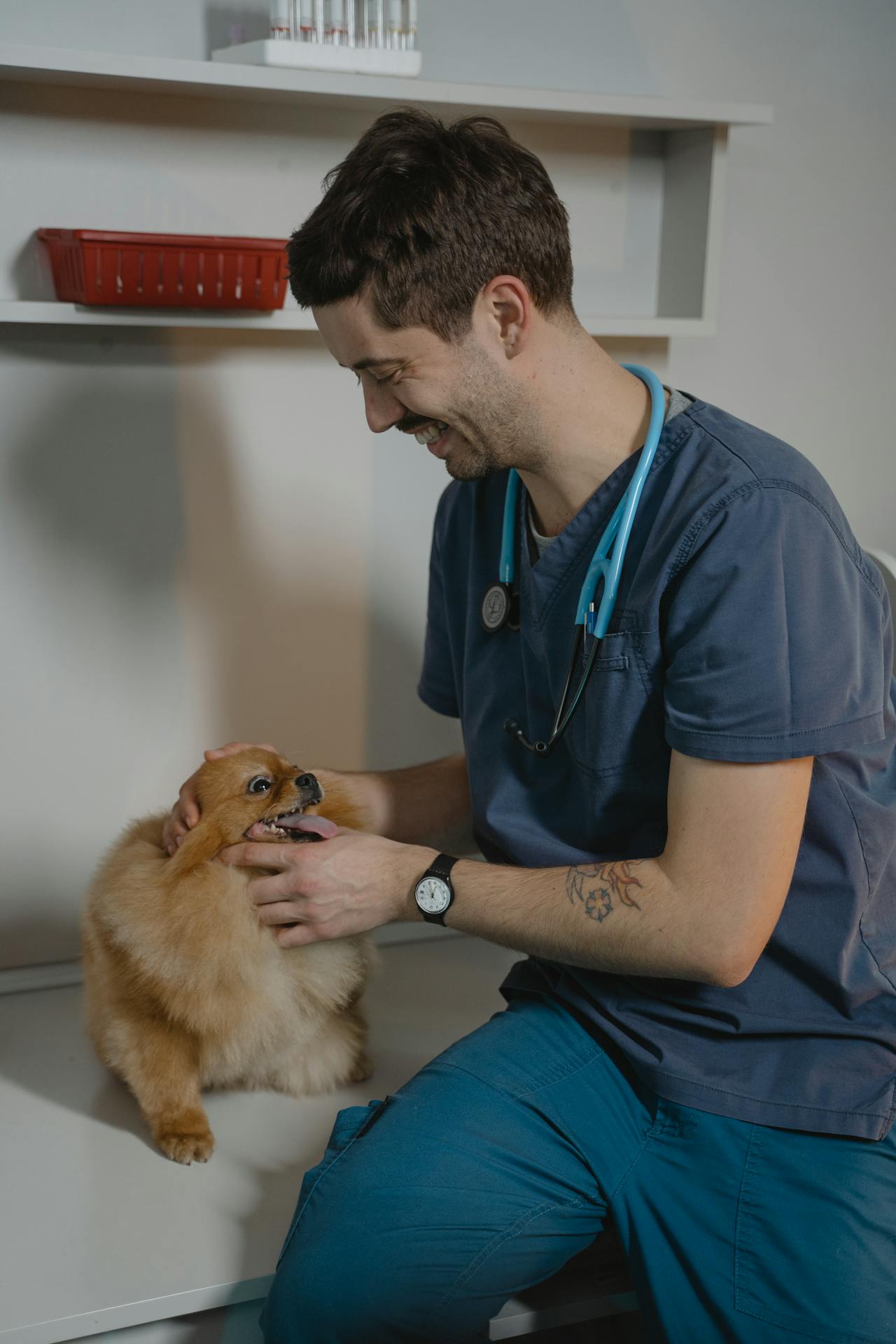 Complete Guide to Veterinary Clinics: Essential Pet Healthcare Services & What to Expect